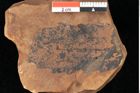 Foto (Detailsansicht) von Quercus palaeoilex Ettingshausen (NHMW-GEO-2024-0188-0907)